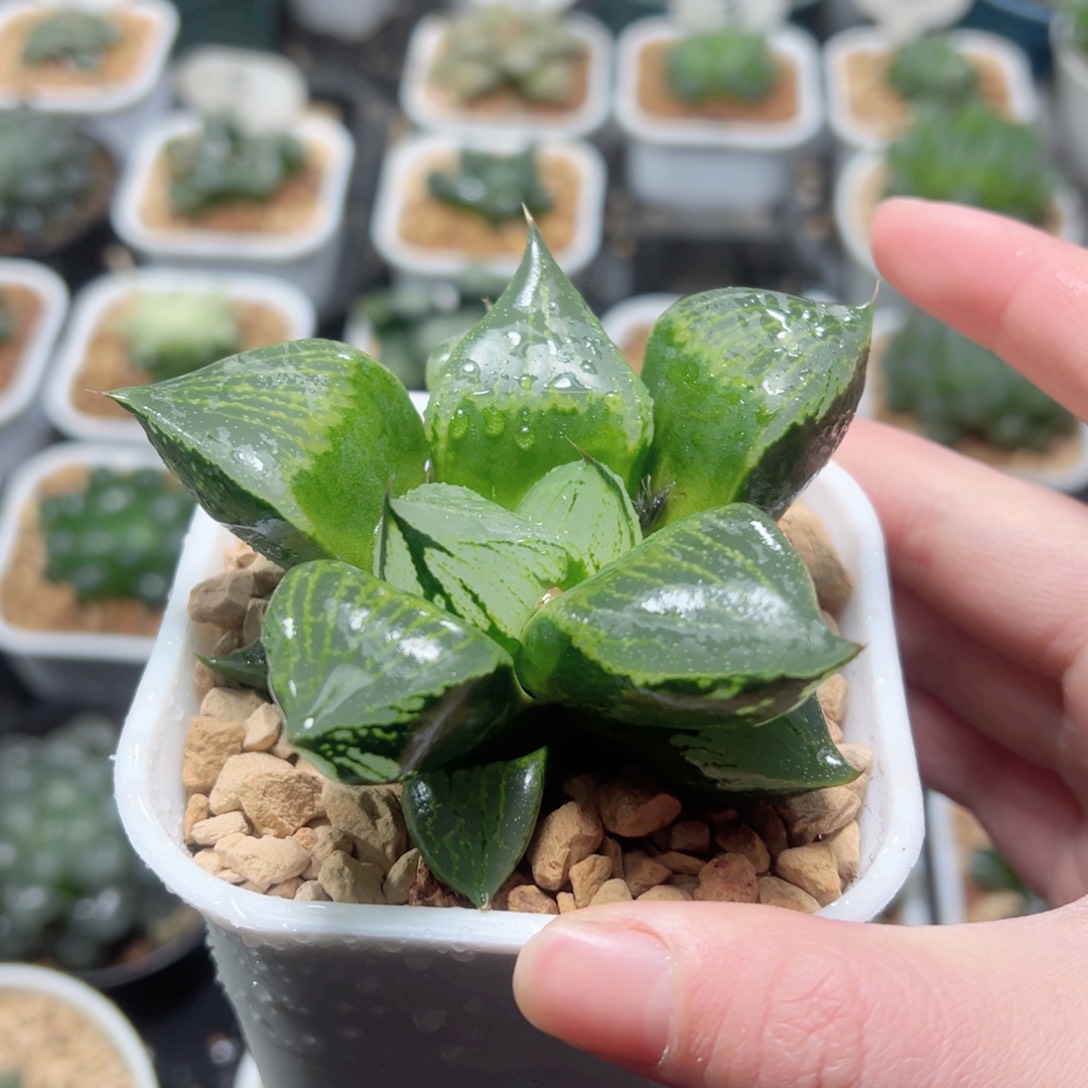 裹班若玉露多肉植物