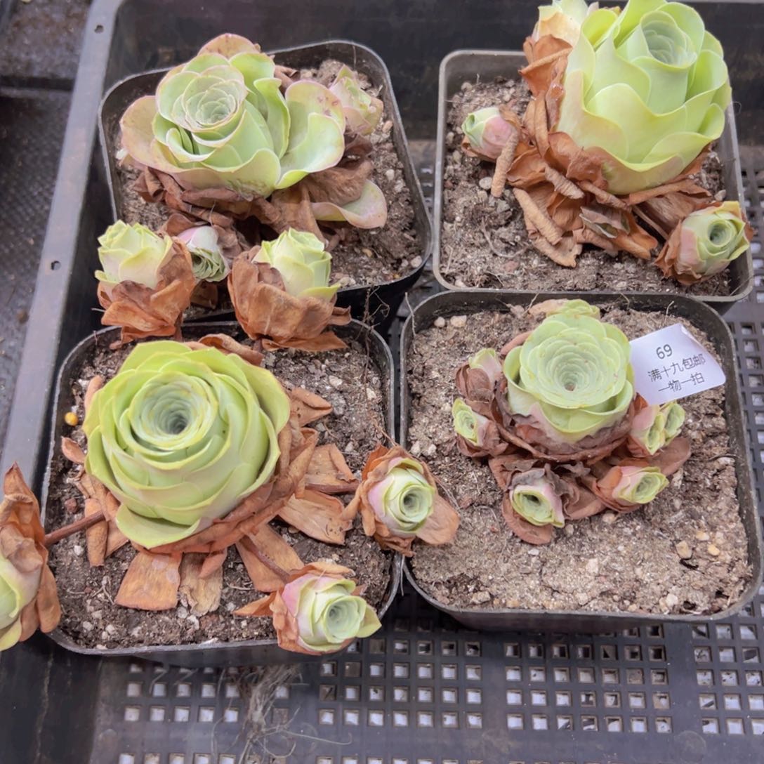 69 侧牙掉了不包损无售后