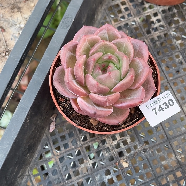 阿雅园艺。         7430Q橙