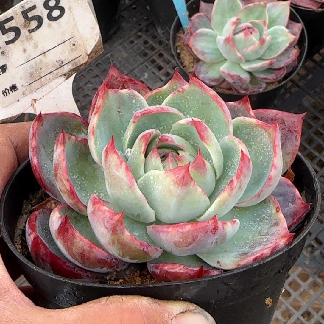 惊鸿一物一拍包装收缩花旱558