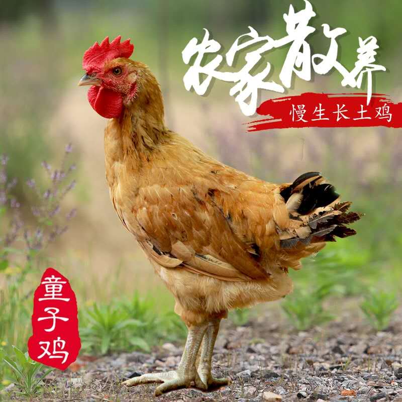 安徽农村散养小公鸡童子鸡爆炒