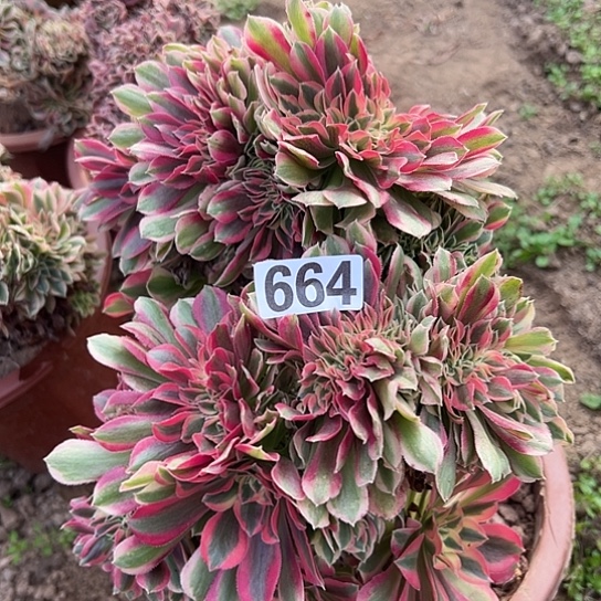 K***Y多肉植物一个女巫664