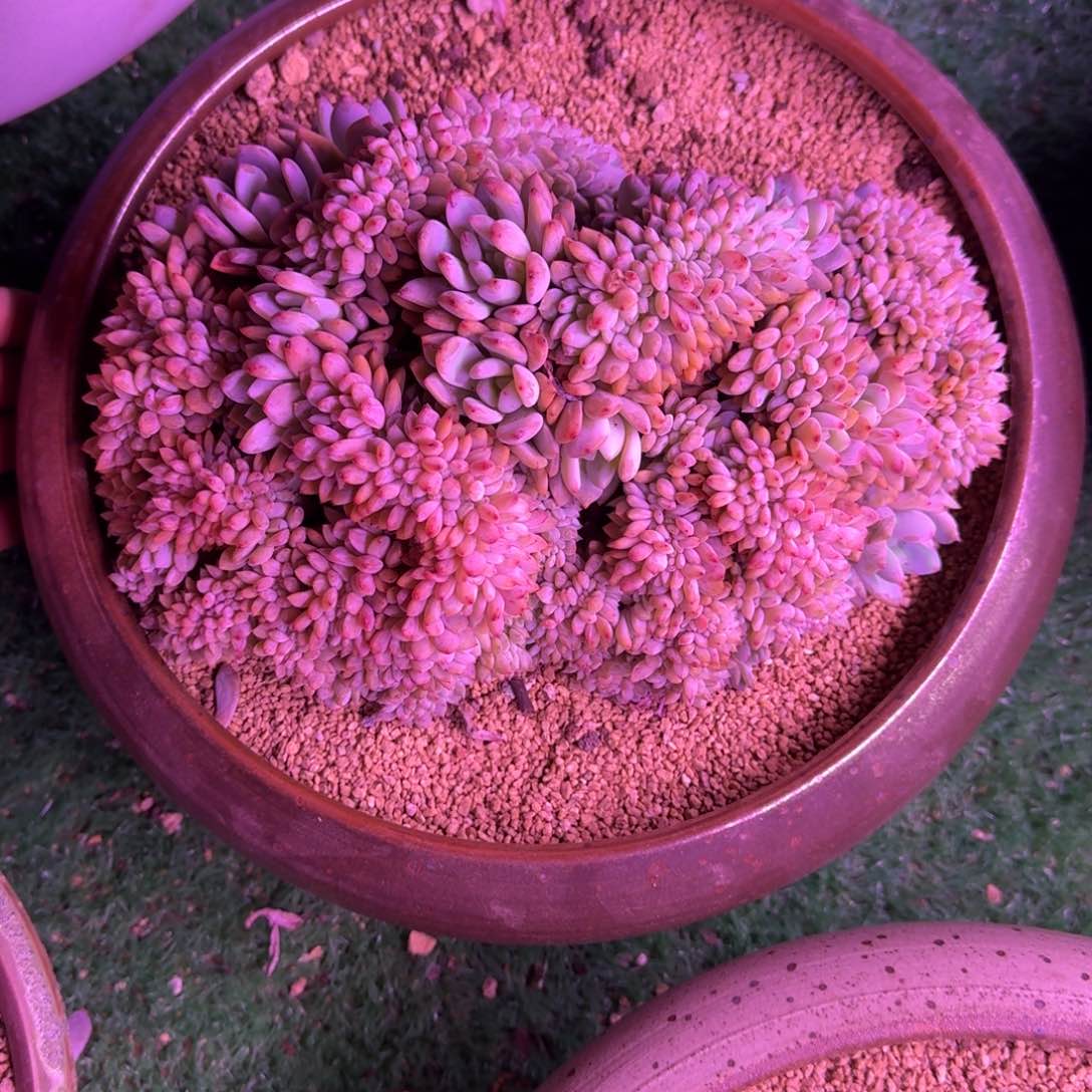 星影缀化无砍多肉