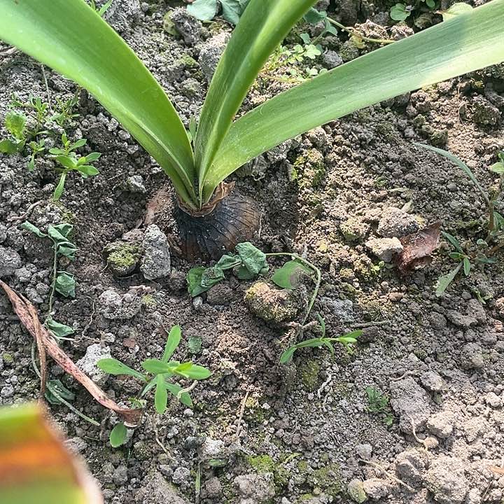 植物秋*朱顶红条纹戴斯