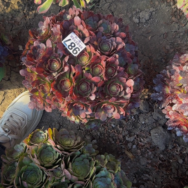 黑魔27-44包邮花花