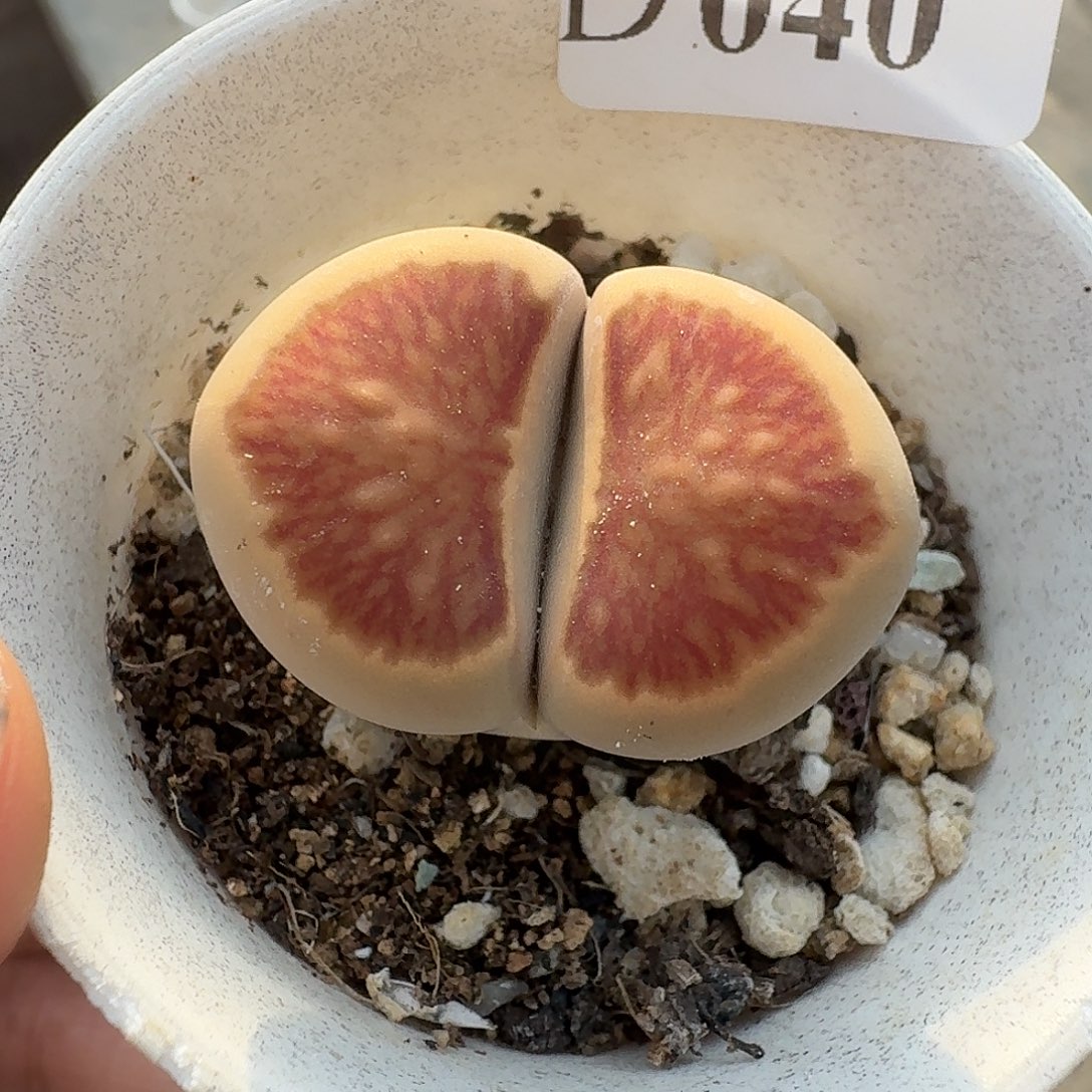 040福利特价生石花哈哈哈哈