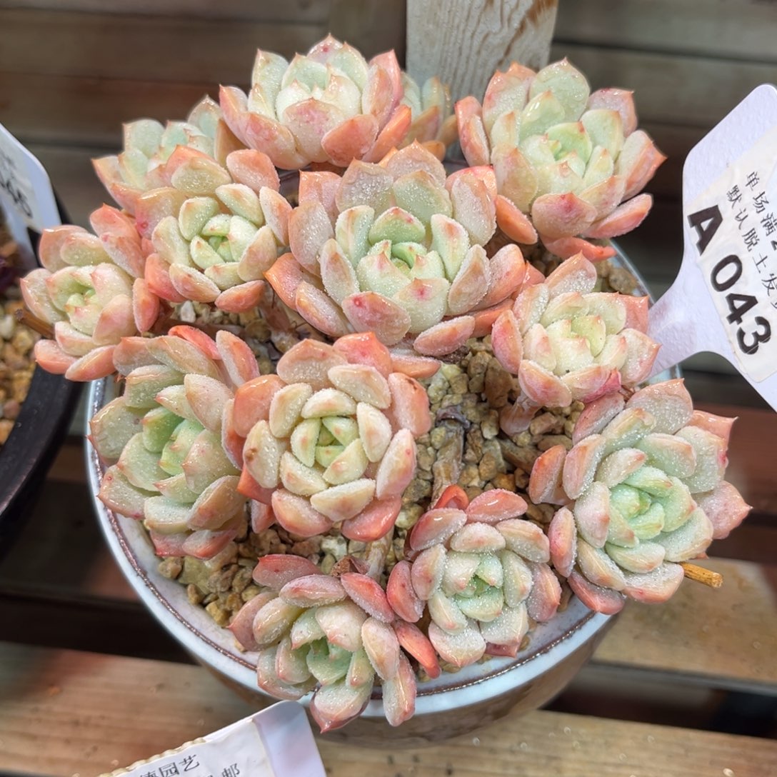 杂交duodeyekelvdidenv