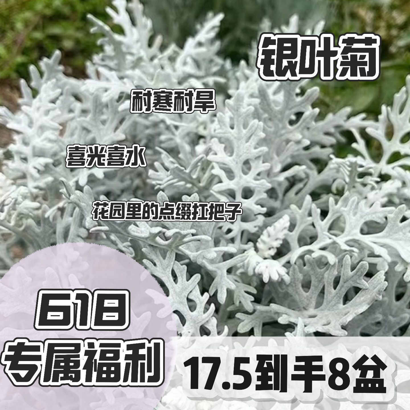 【银叶菊】618专属福利6盆120口径+活动2盆耐寒植物观叶花卉四季