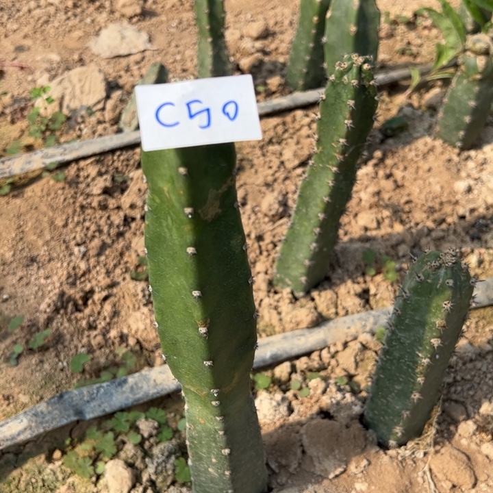 情***处C50两颗红花袖普20////