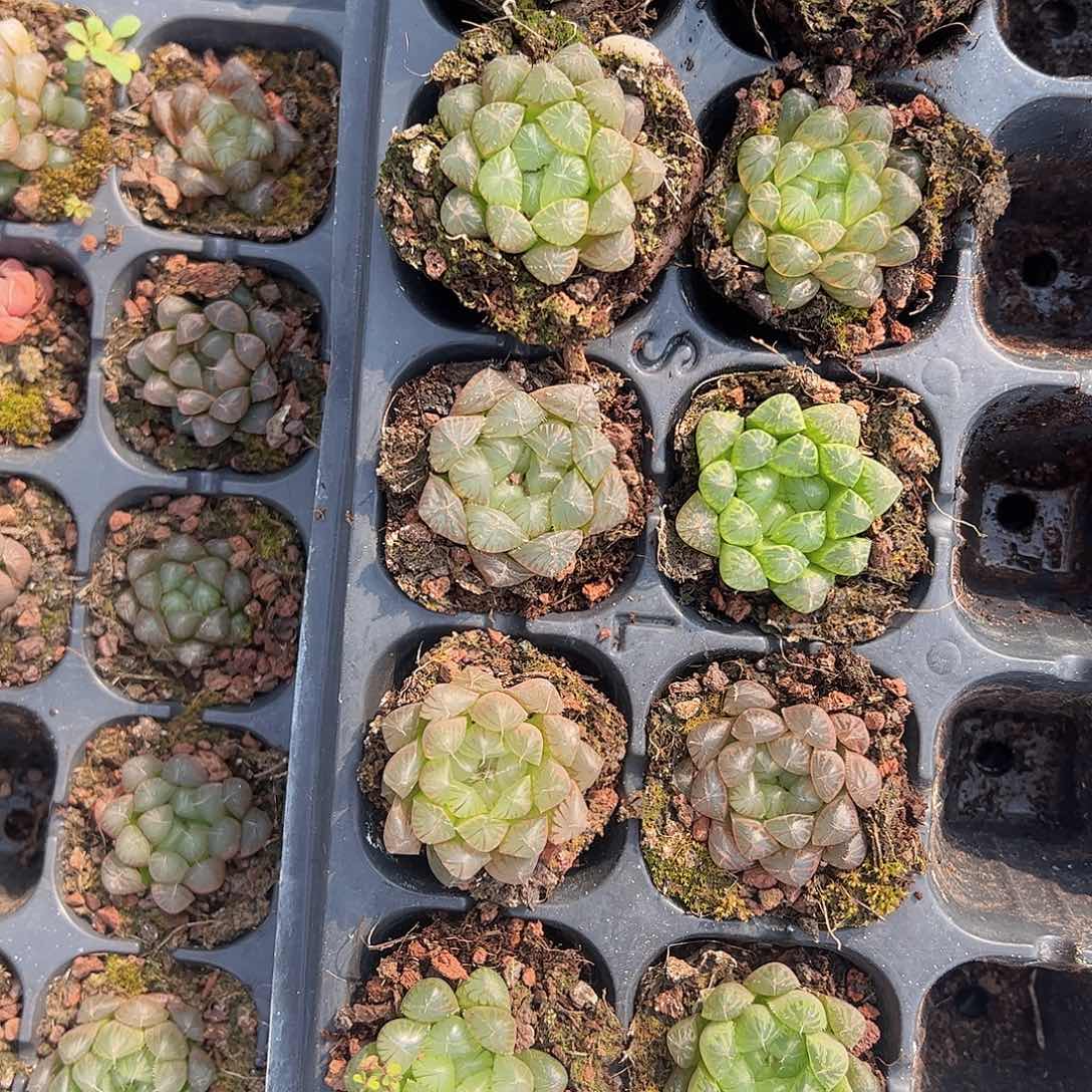 直播福利一物一拍40