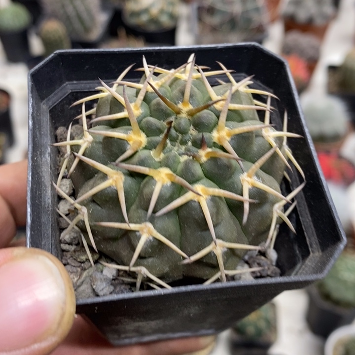 实生守殿玉特价福利