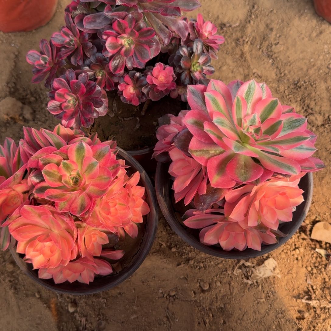 苏*雨439号3颗美度 香母本不包损