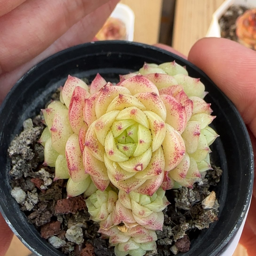 一物一拍麦秆群14162