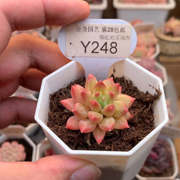 0248甲骨文3.5厘米