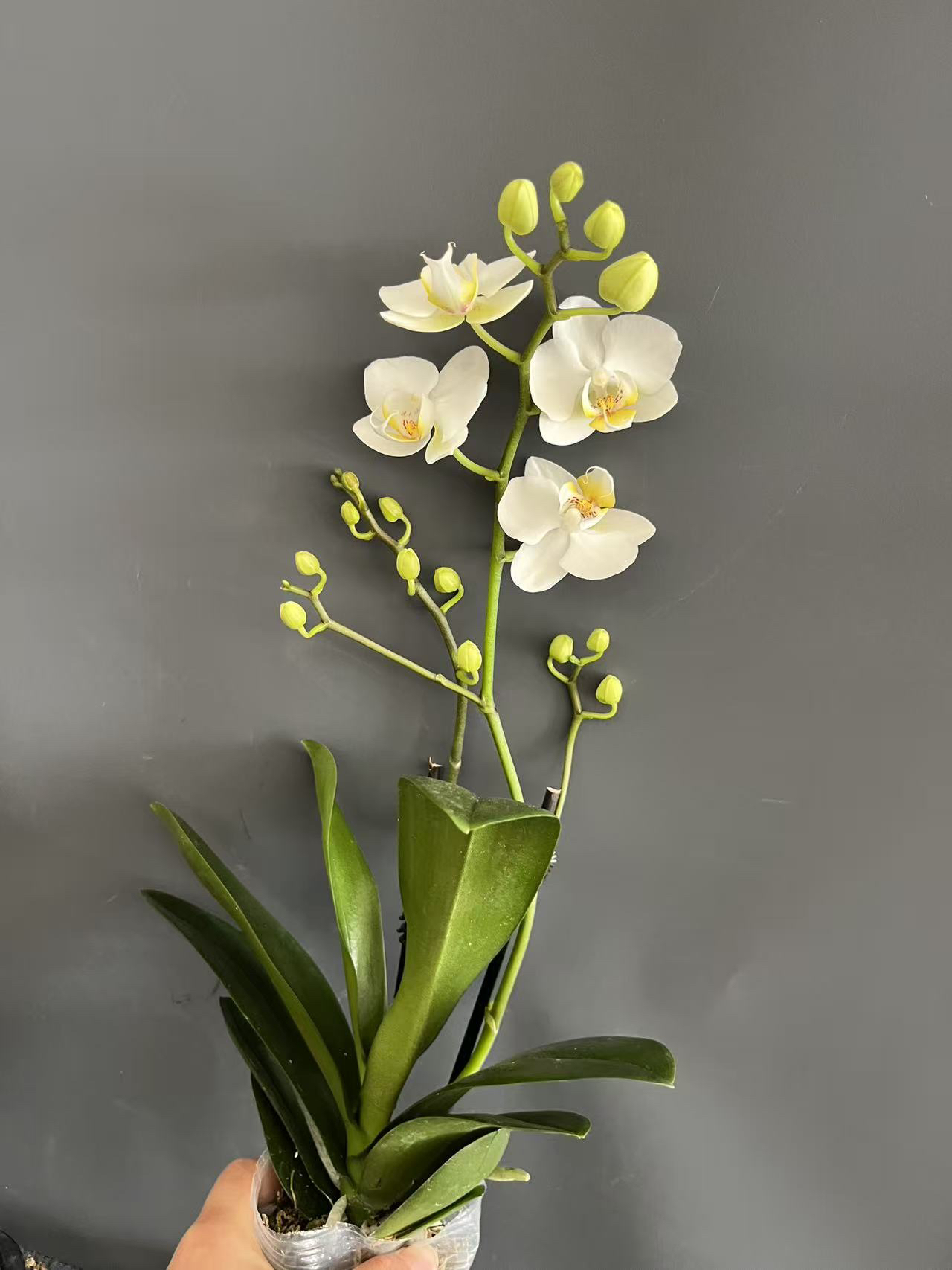 蝴蝶兰———(小白花)开花发货（全场两颗包邮只拍一颗发花后苗）