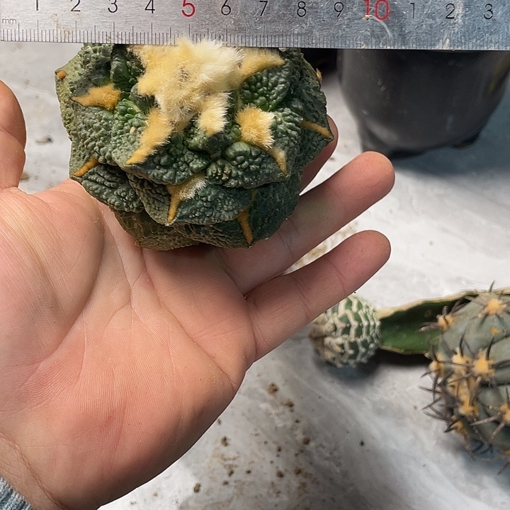 完全开放717哥斯拉