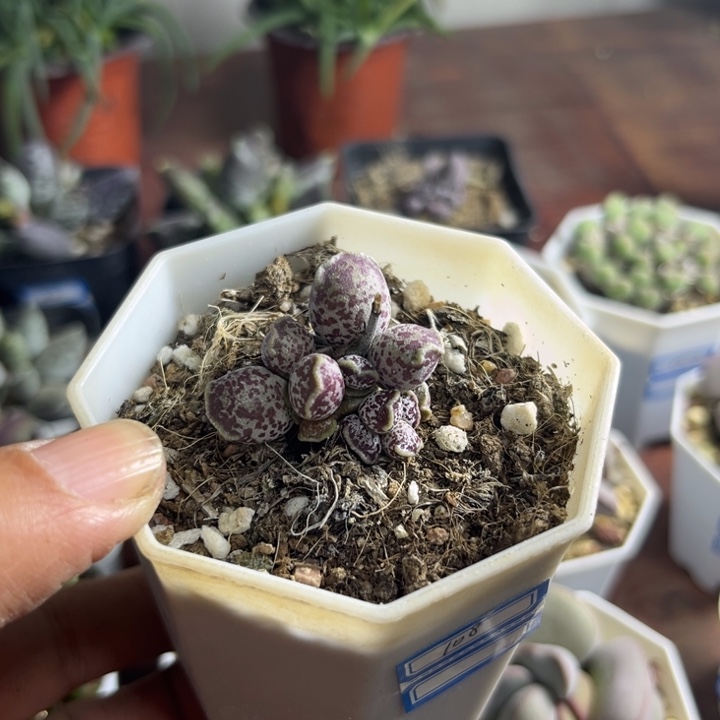 108 达摩海豹水泡