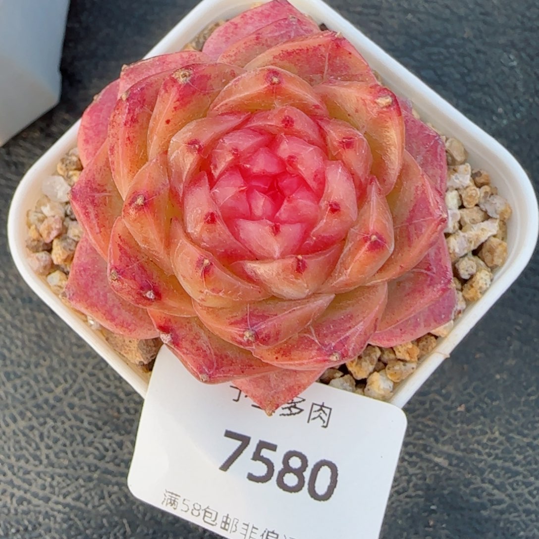 粉山茶，7580多肉