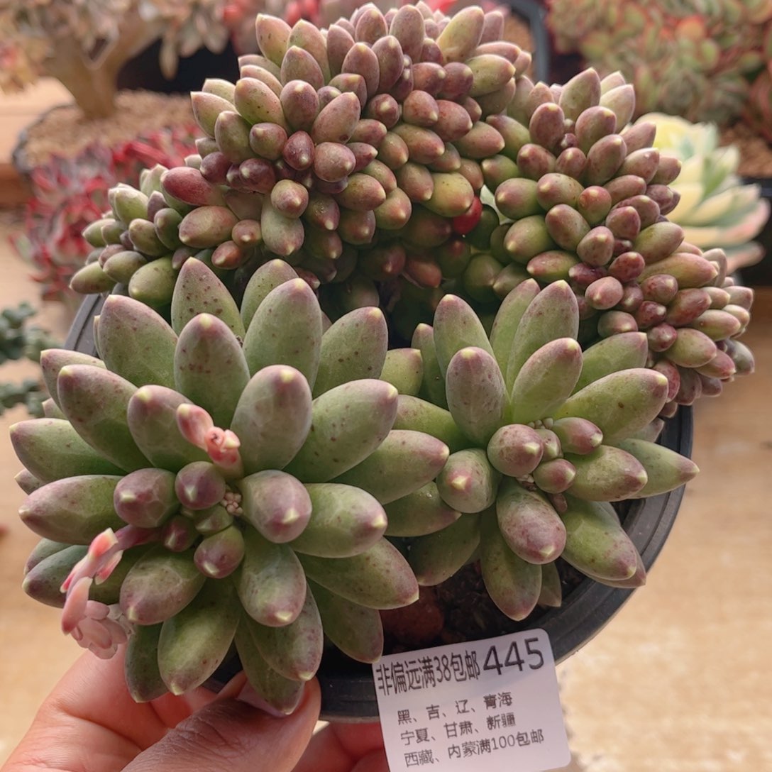 445千带田缀德华多肉