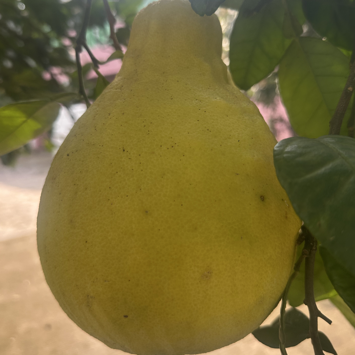 正宗重庆长寿湖沙田柚