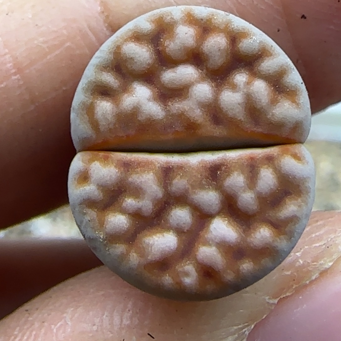 158 清框福利30包邮