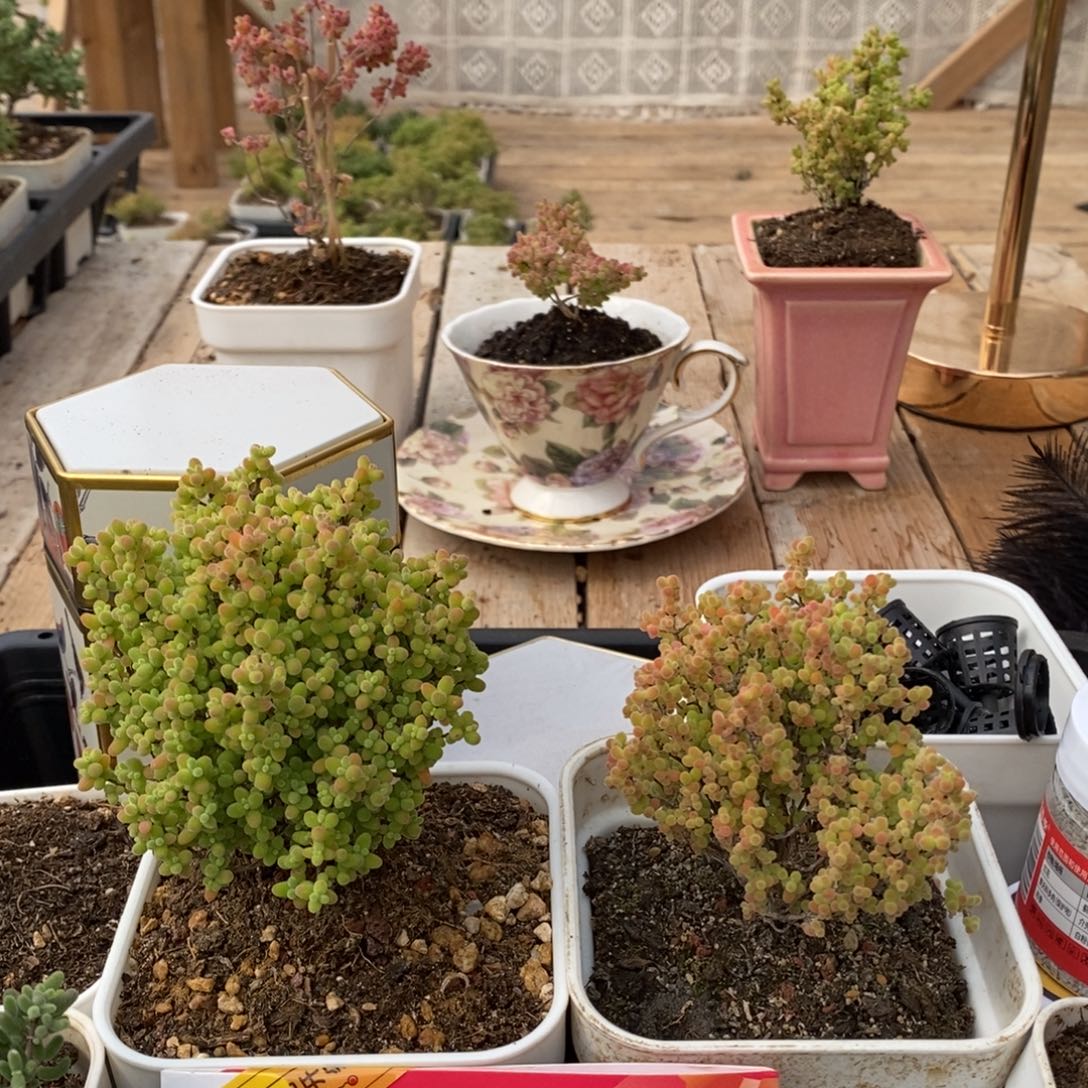 枝干蜜桔糖球来了043