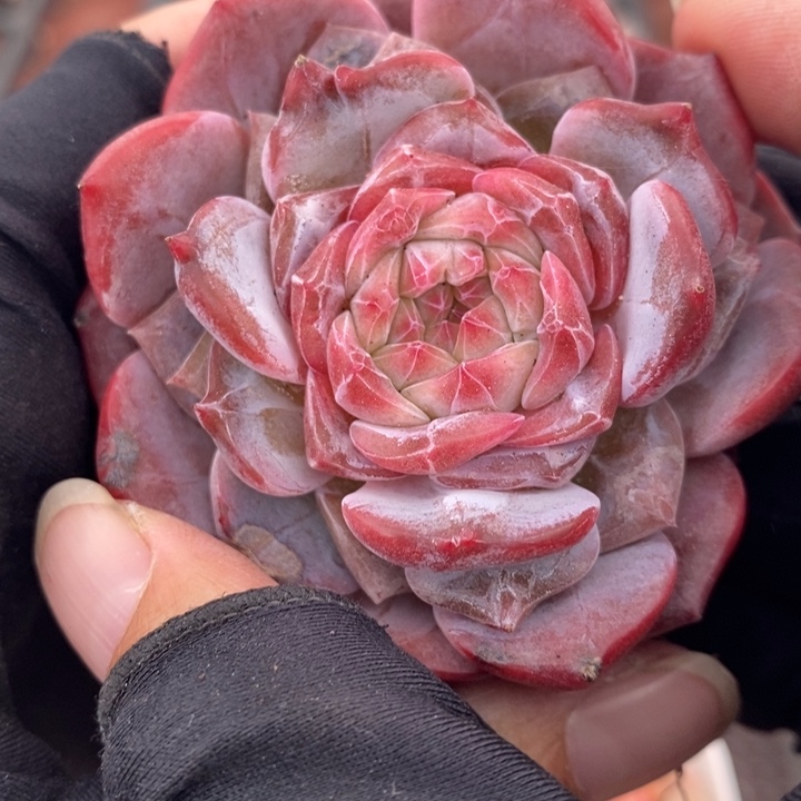 1221-589，粉魄多肉