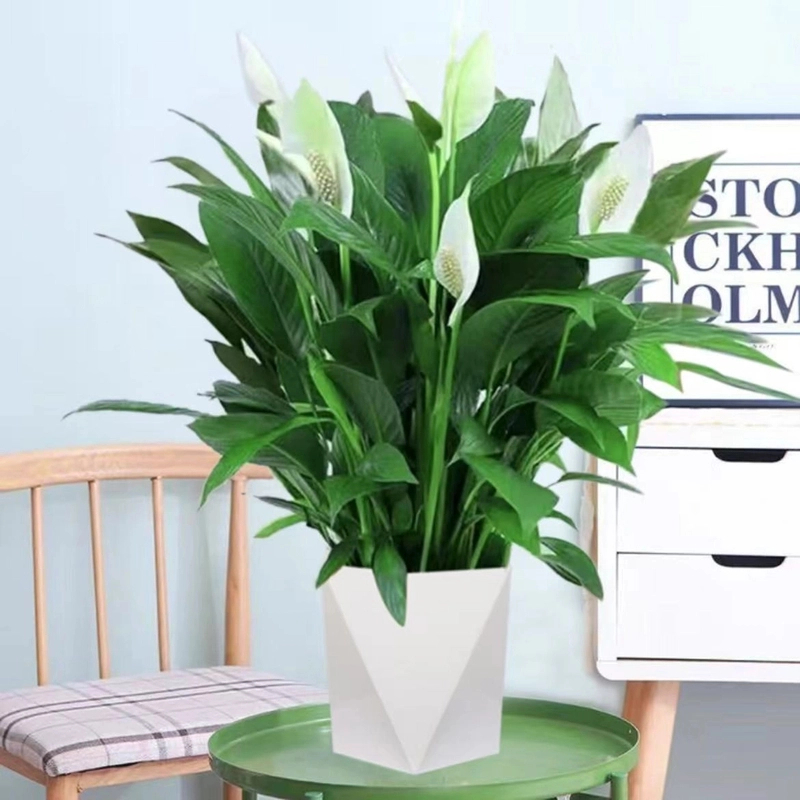 白掌盆栽易活一帆风顺水培植物办公室内花卉绿植水养四季开花