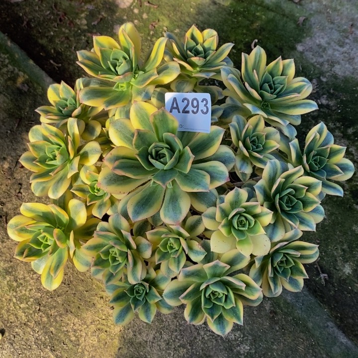 星爆多肉植物293