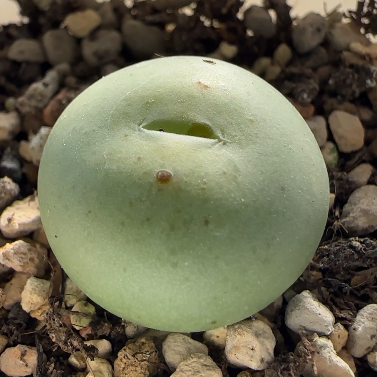 【闪购商品】0470杂交