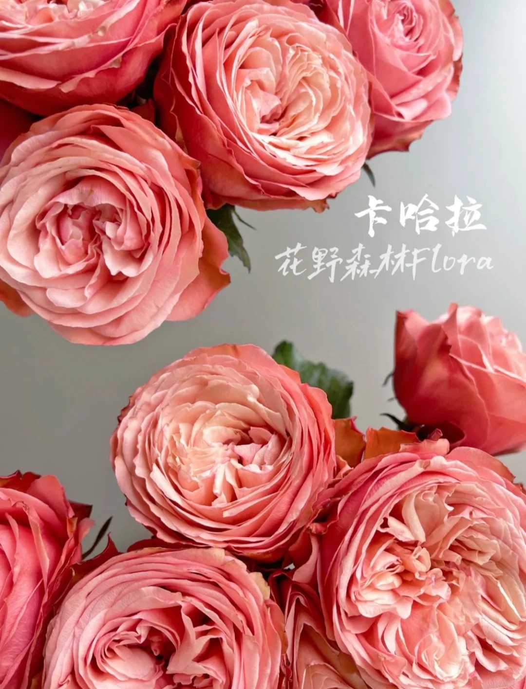 婵之语优选 卡哈拉单头玫瑰