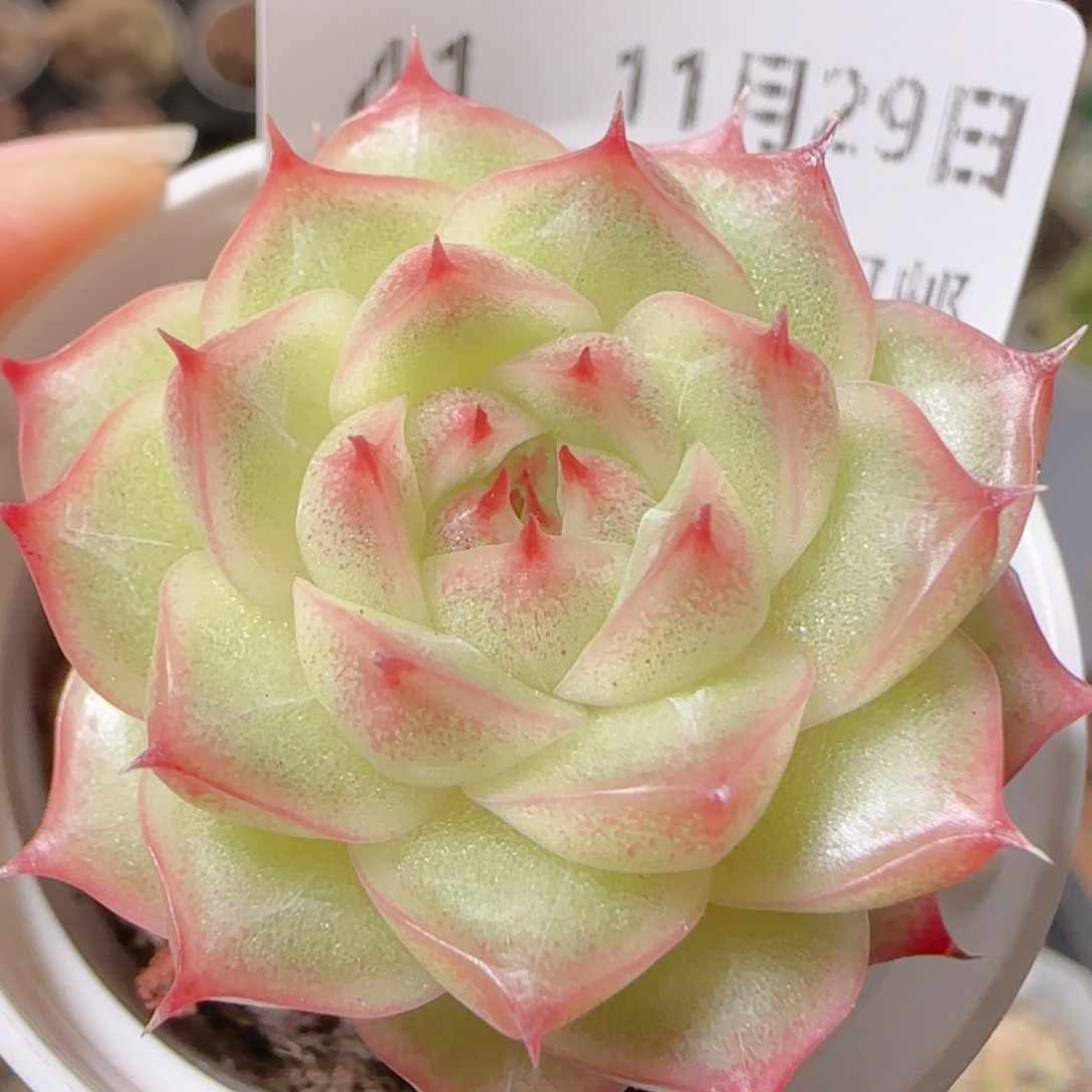 花语逸镜1129-41包子