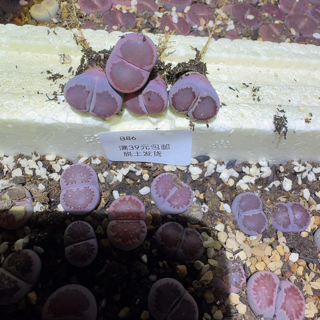 暖***W86多肉哈哈哈哈哈哈哈