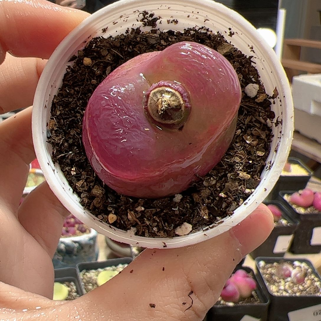 【闪购商品】147 带盆