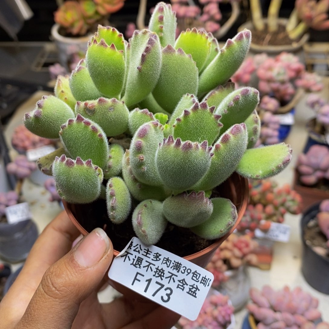 173不包整轻微掉叶