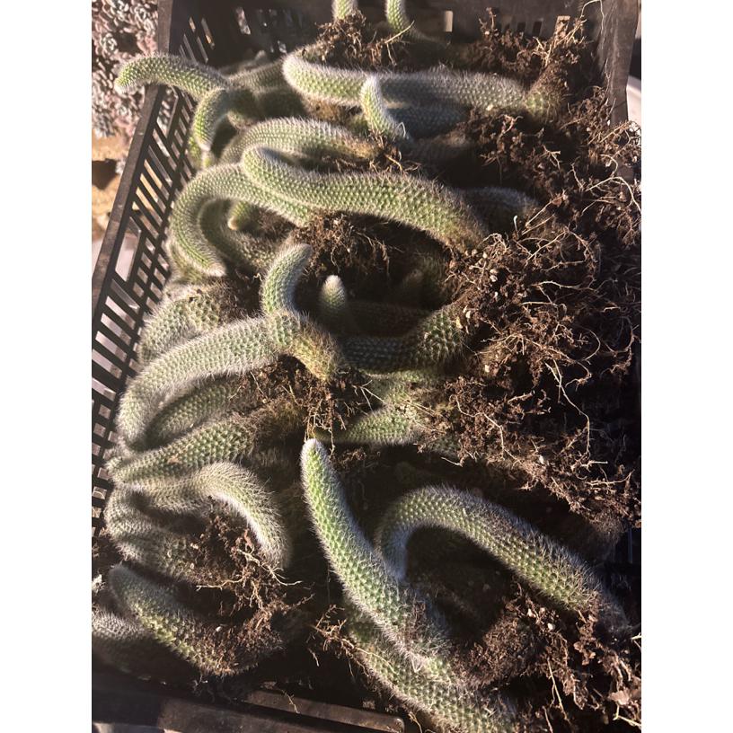 精品多肉九尾狐装箱