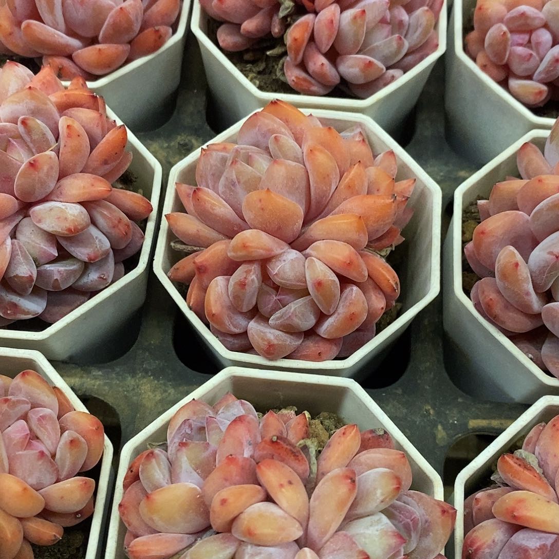 40。星影群生。福利多多