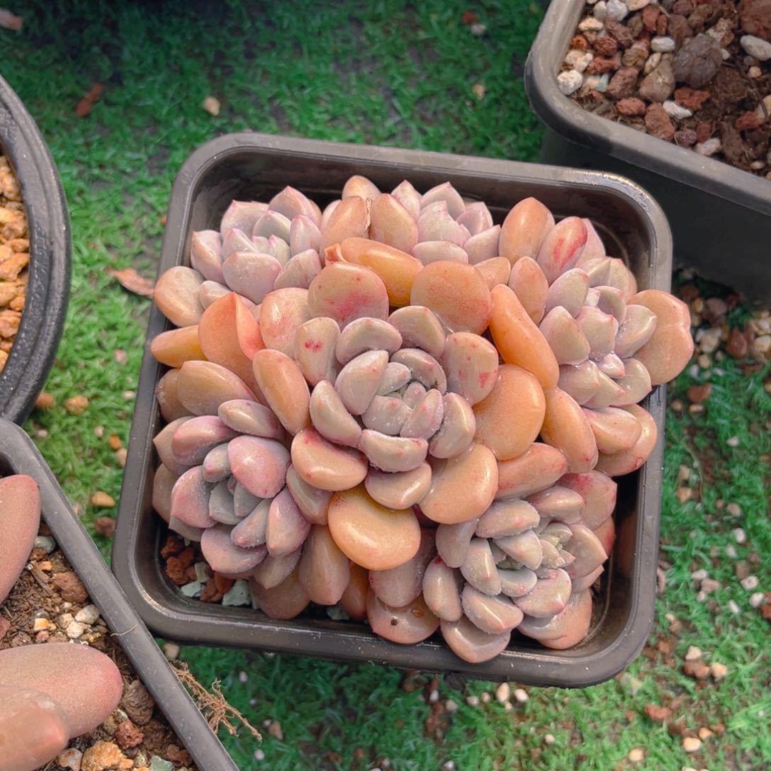 白鹭888888tu tu t