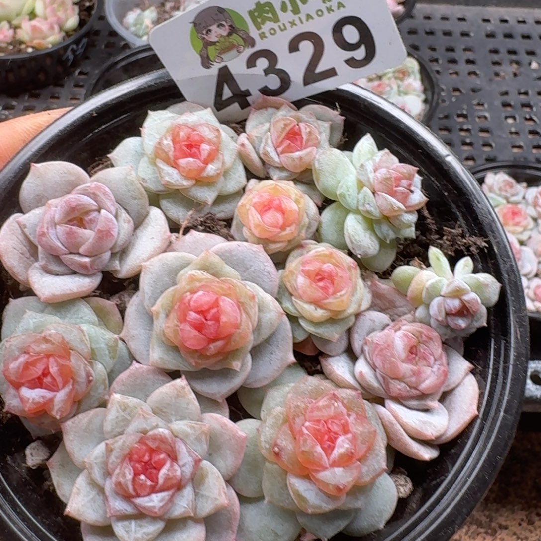 多肉植物多肉植物