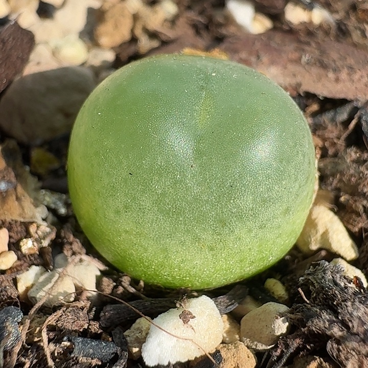 老马生石花钱1.4拉登809