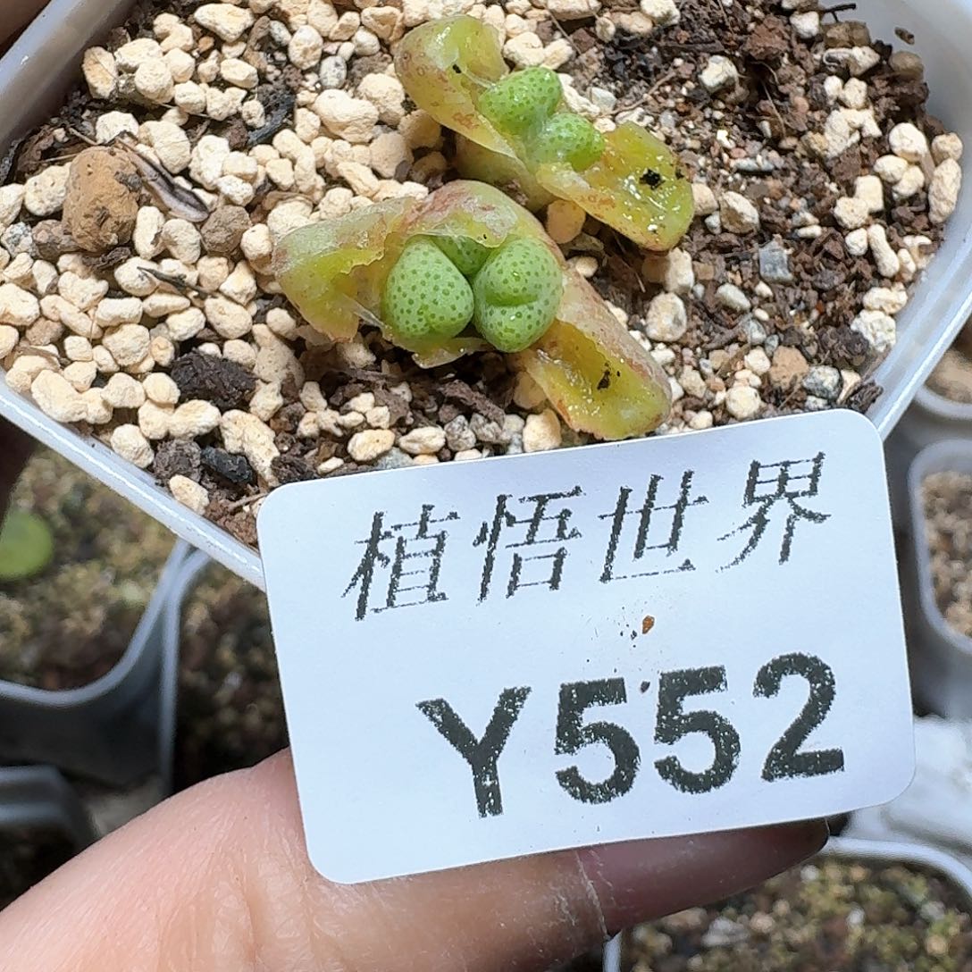 552号多肉植物哇c