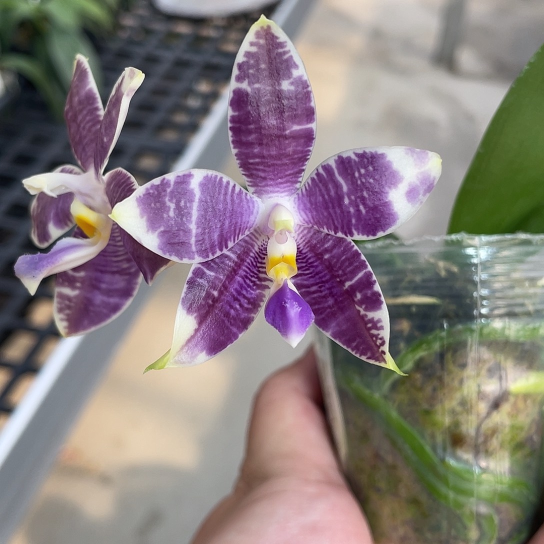 完全开放虎豹炸福利 开花株 6号