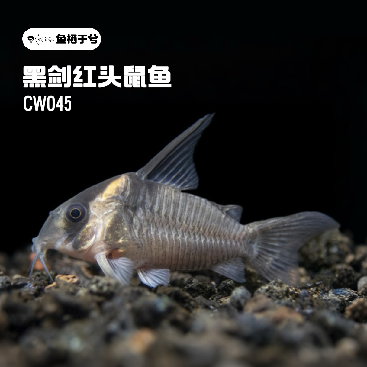 鱼栖于兮 黑剑红头鼠鱼南美鱼