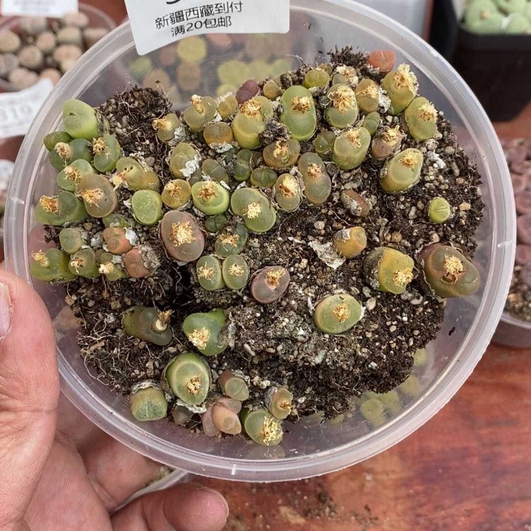 多肉蛋炒饭感谢您相伴328