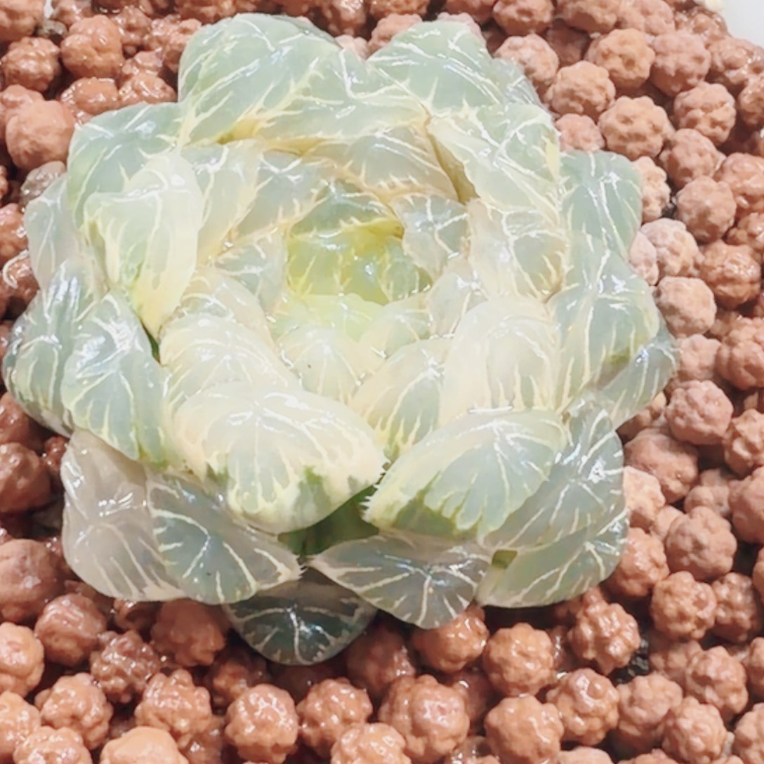 无花朵十二卷实生冰灯糊班