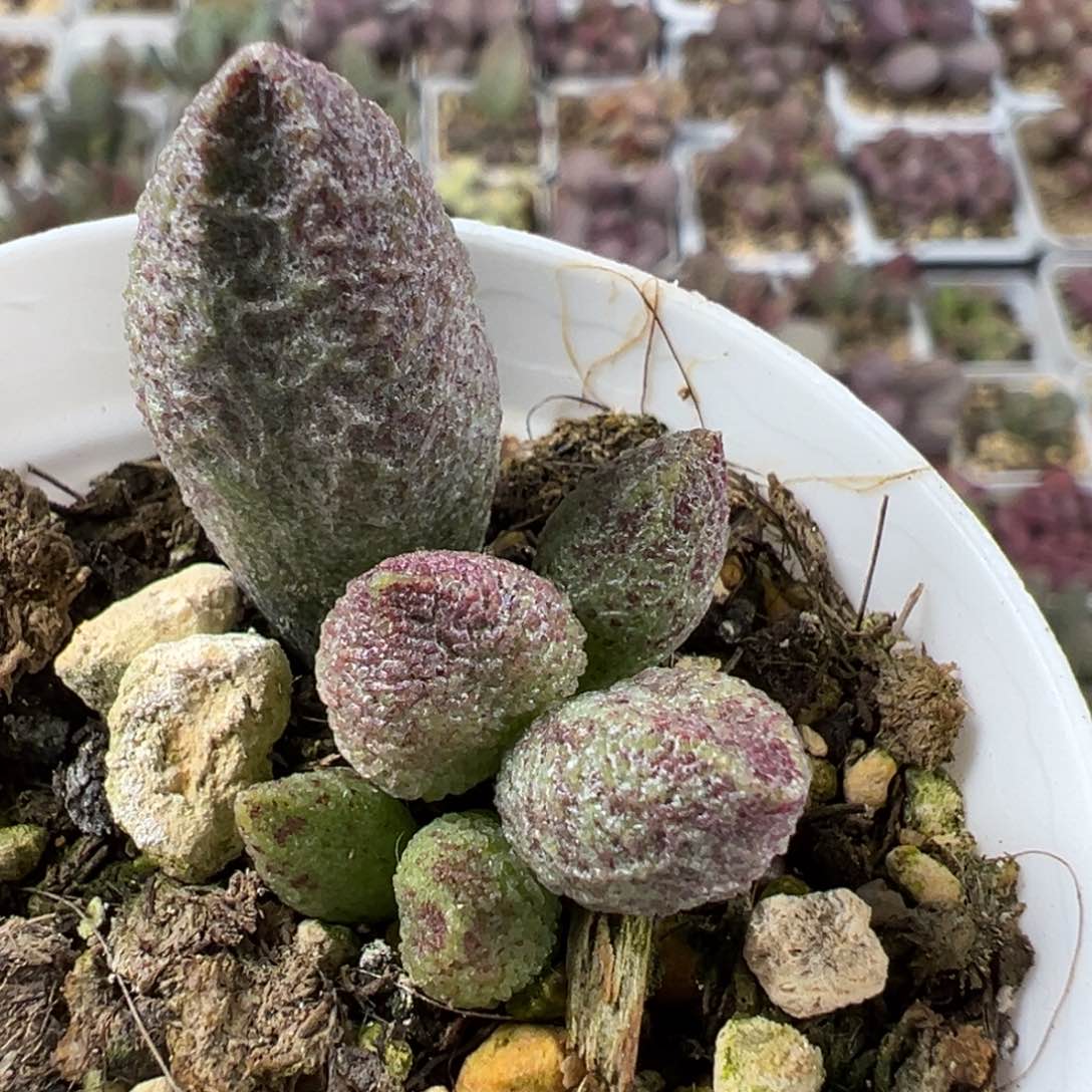 实生底叶苗纹路款多肉植物水泡