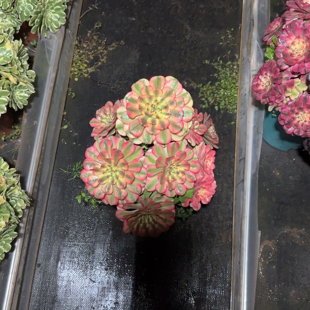 澳**园油画少女多肉植物