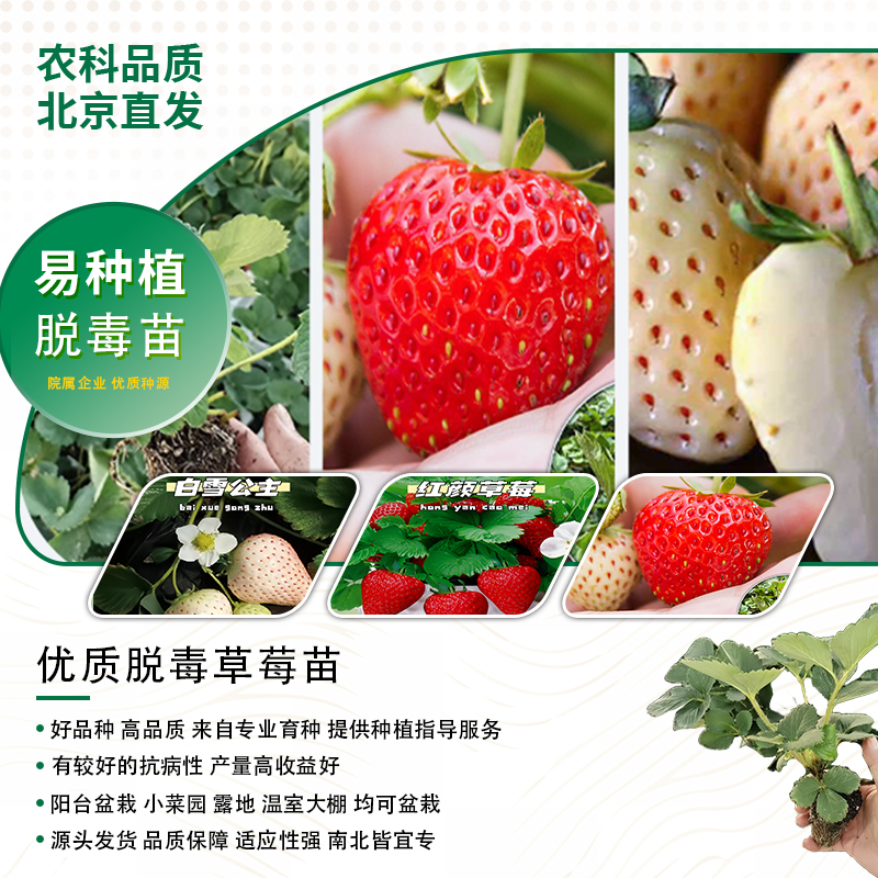 【北京农科院四季草莓苗】红颜草莓种苗阳台草莓苗盆栽二代脱毒母苗