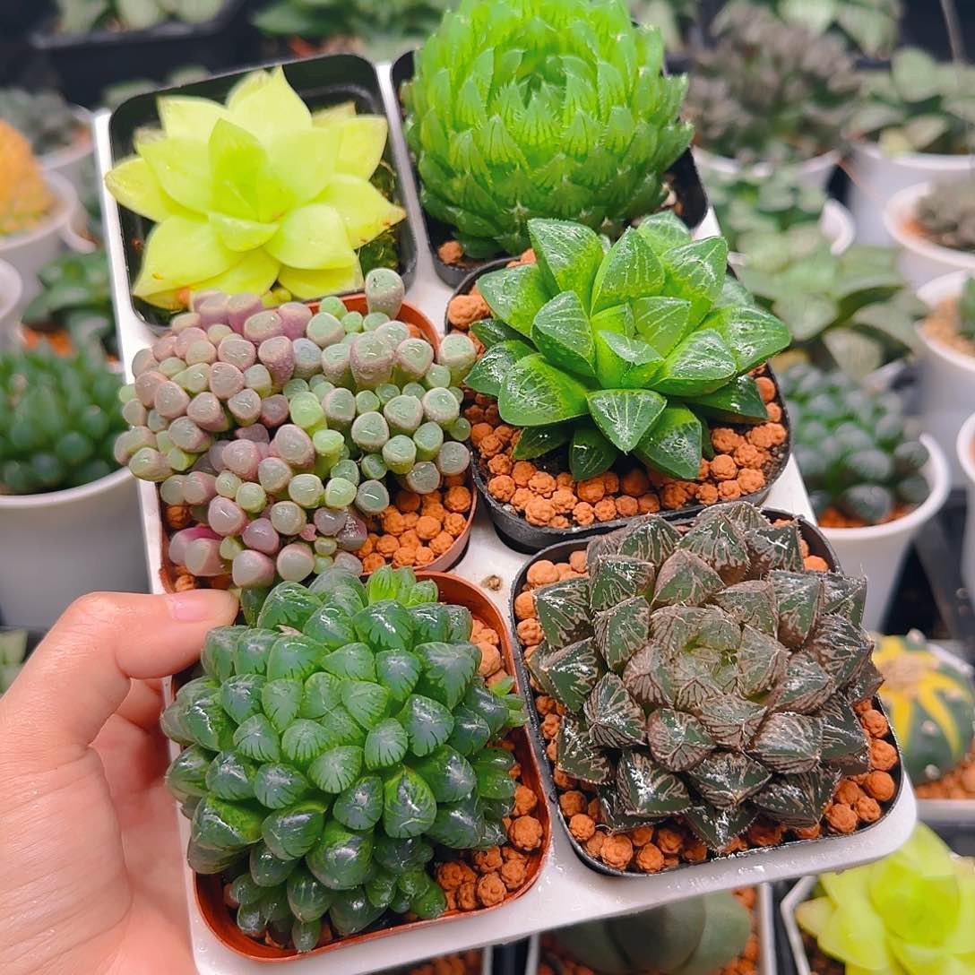 玉露六件套多肉，不带托架