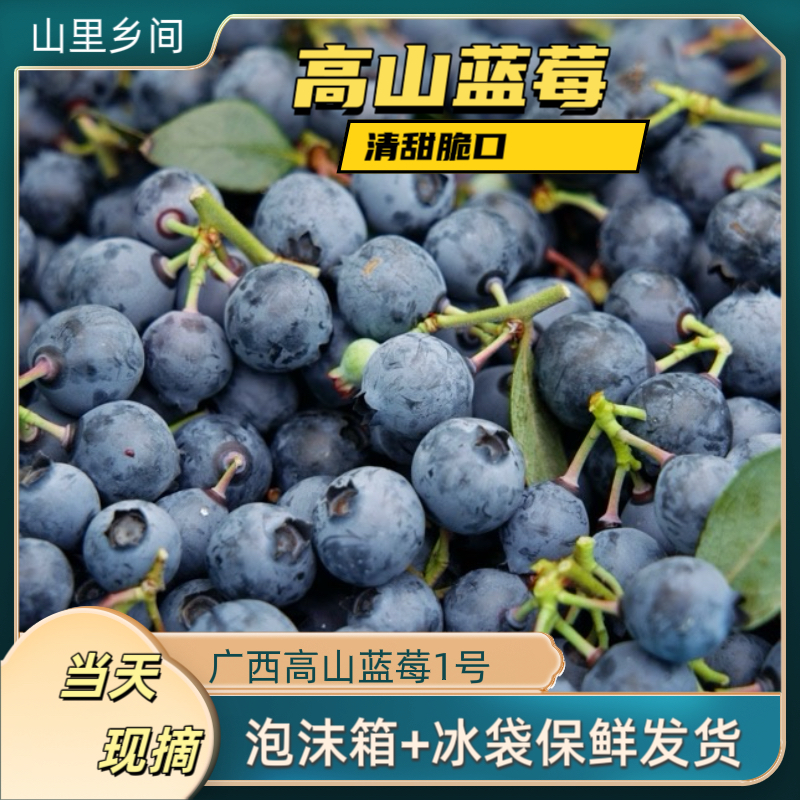 广西高山新鲜蓝莓 爆汁花香原箱采摘带叶现摘空运